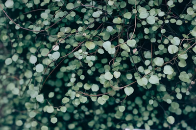 Groundcovers for easy gardening