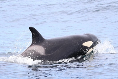 Game changer for Oceanic Studies