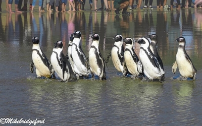 Freedom Day comes early for 10 penguins