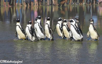 Freedom Day comes early for 10 penguins