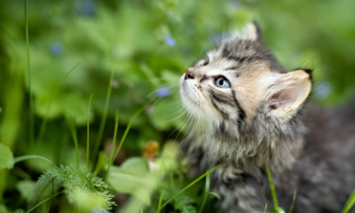 Make a cat-friendly garden