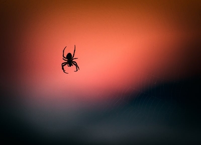 How do spiders fly?