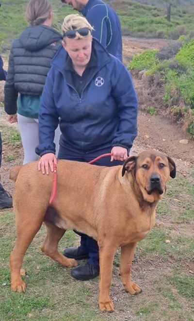 Lucky dog rescued from cliff face