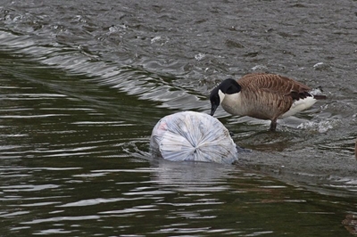 Freshwater fish highlight SA rivers are full of microplastics