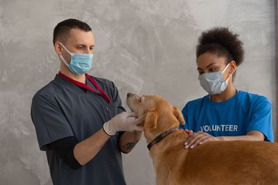 WC pet owners encouraged to be on lookout for rabies