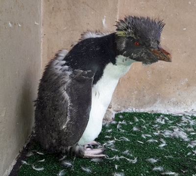 Plett rockhopper will be released