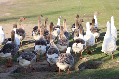 Great Brak geese: SPCA grateful for community's passion