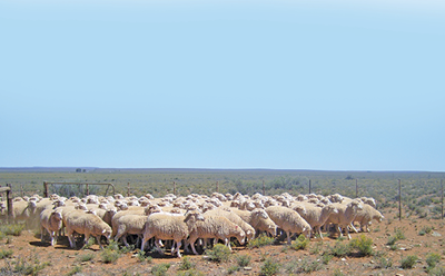 Beware of these 5 parasites in sheep