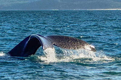 A close encounter of the whale kind