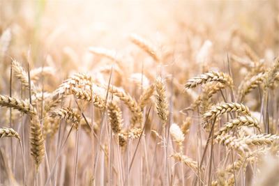 KZN’s amazing agricultural recovery; poor rains delay plantings elsewhere