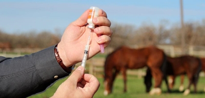 African horse sickness vaccinations season to end soon