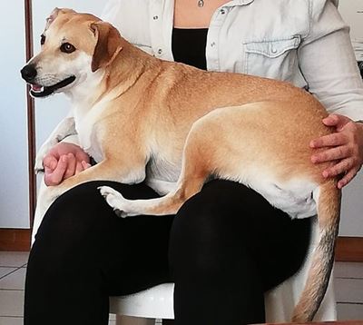 Missing dog