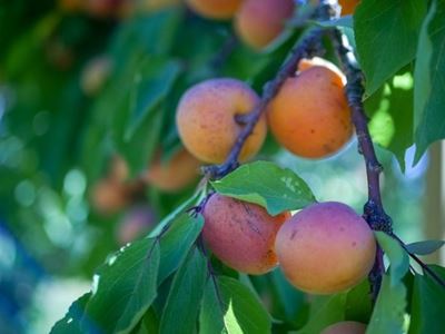 Apricot canning industry recovers after difficult period
