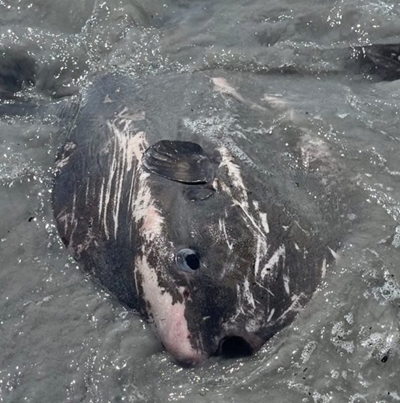 More marine life found washed up 
