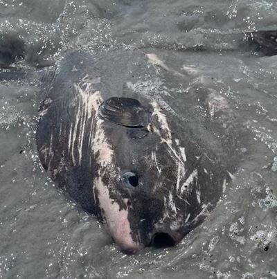 More marine life found washed up 