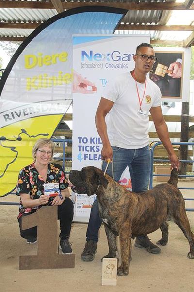 Boerboele is glad nie boelies nie