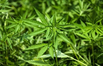 Pot stocks climb to record highs as legalisation in Canada looms