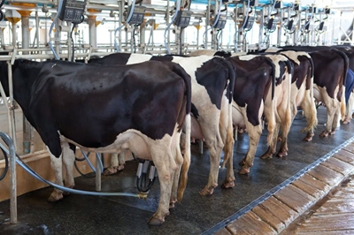 Sustainability in pasture-based dairy farming