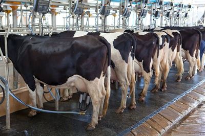 Sustainability in pasture-based dairy farming