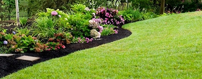 Save water and keep your lawn alive