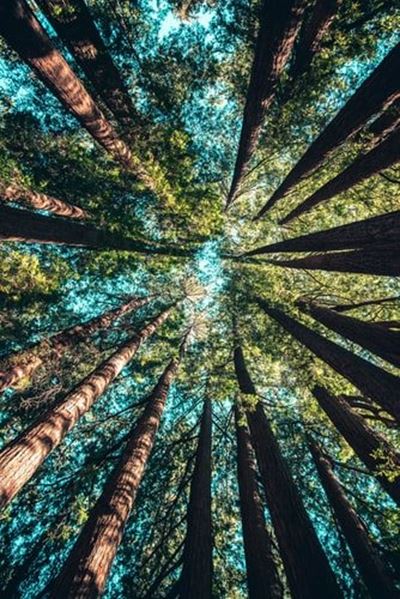 Plant indigenous trees this Arbor Month