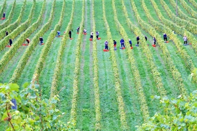 Good harvests lead to 9% increase in farm jobs