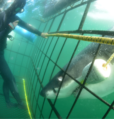 The where and how to cage dive with Great White Sharks