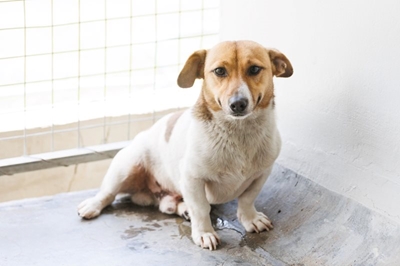 Mischief’s big dream is to find a home 