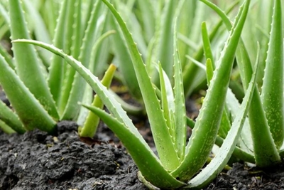 Tips on how to grow aloe