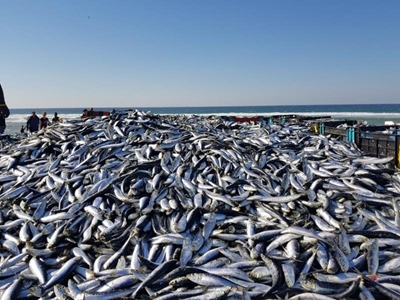Sardines evade KZN waters, for now