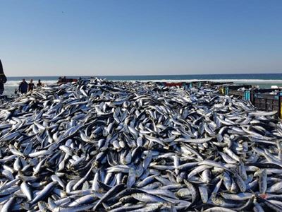 Sardines evade KZN waters, for now