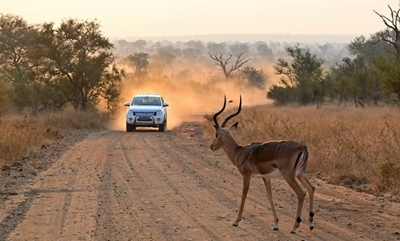 Endangered Wildlife Trust’s initiative highlights effects of transport on wildlife