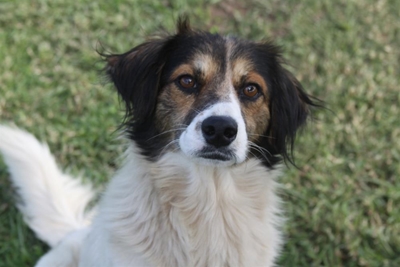 Get your perfect partner at SPCA