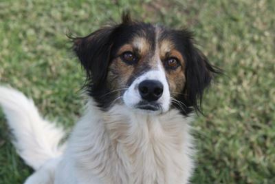 Get your perfect partner at SPCA