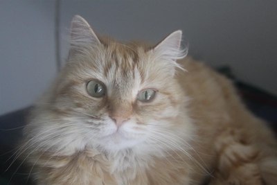 Your best friend is waiting at the SPCA