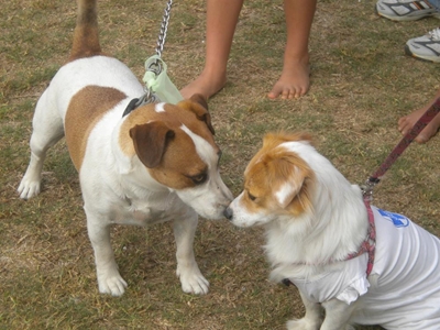 Show off your pooch, support SPCA