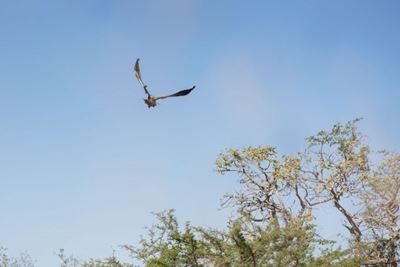 10 critically endangered vultures found dead in KZN