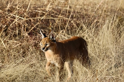 Join free talk in Wilderness to share new caracal research  