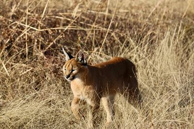 Join free talk in Wilderness to share new caracal research  