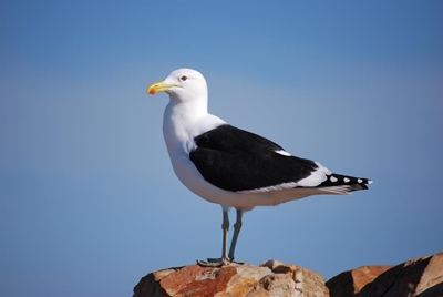 Kelp gulls treated for botulism