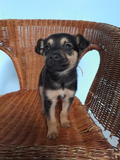 Give a pet a home