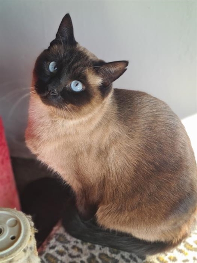 Cats for adoption from the SPCA