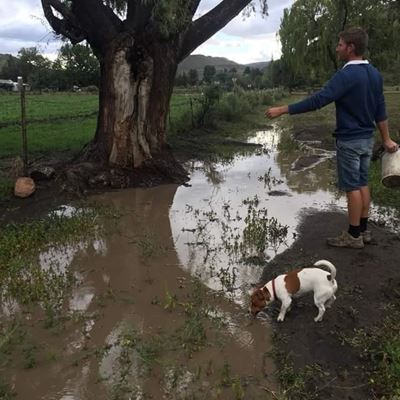 'Adopt-A-Tree' in Nieu-Bethesda