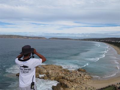 Shark spotters on the lookout