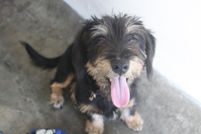 Adopt a fluffy friend at the SPCA
