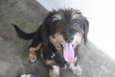 Adopt a fluffy friend at the SPCA