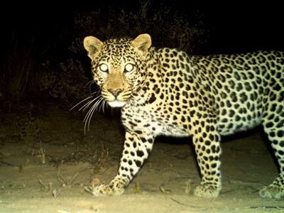  Young leopard dies in gin traps near Heidelberg, Western Cape 