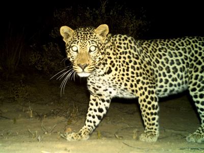  Young leopard dies in gin traps near Heidelberg, Western Cape 