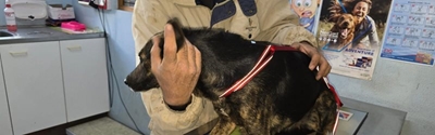 Be an 'angel', donate towards animal sterilisations, feeding hungry pets
