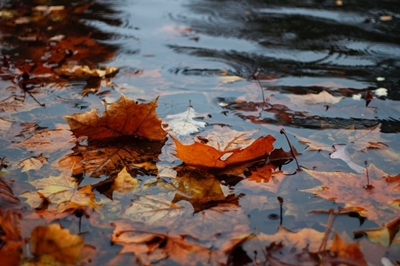 Light rain and showers expected on Tuesday